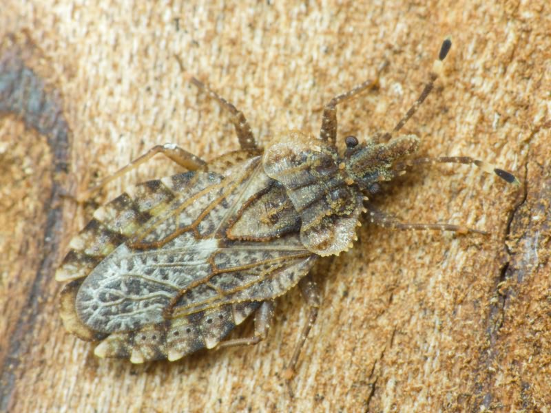 Aradus betulae (Linnaeus, 1758)